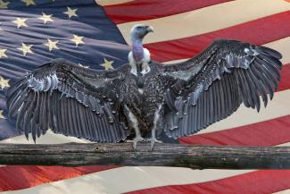 Shutterstock USA flag & vulture